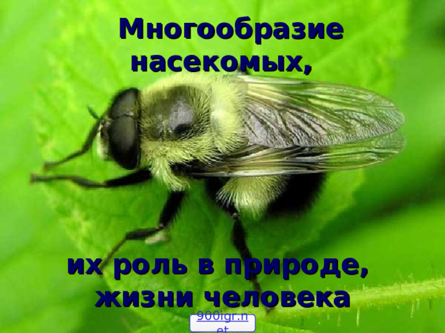  Многообразие насекомых, их роль в природе,  жизни человека 900igr.net 