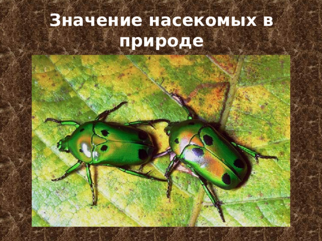 Значение насекомых в природе 