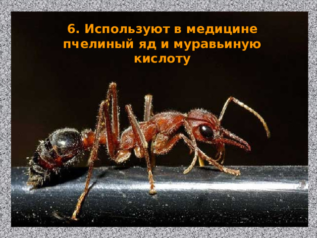 6. Используют в медицине пчелиный яд и муравьиную кислоту 