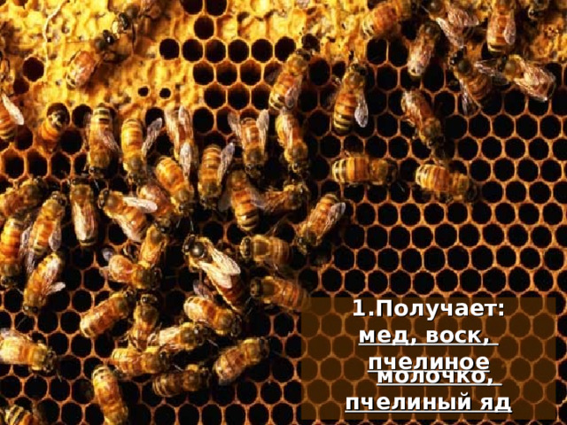 Получает: мед, воск, пчелиное молочко, пчелиный яд 