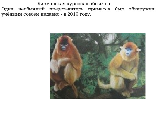  Бирманская курносая обезьяна. Один необычный представитель приматов был обнаружен учёными совсем недавно - в 2010 году. 