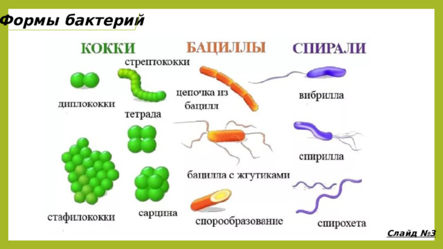 Формы бактерий Слайд №3 