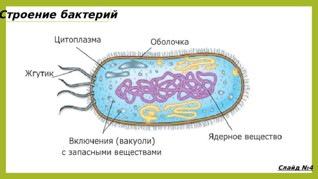 Строение бактерий Слайд №4 