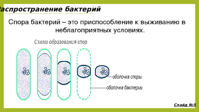 Распространение бактерий Слайд №5 