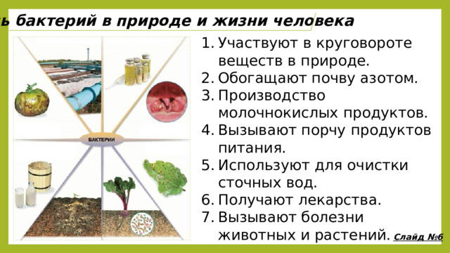 Роль бактерий в природе и жизни человека Участвуют в круговороте веществ в природе. Обогащают почву азотом. Производство молочнокислых продуктов. Вызывают порчу продуктов питания. Используют для очистки сточных вод. Получают лекарства. Вызывают болезни животных и растений. Слайд №6 