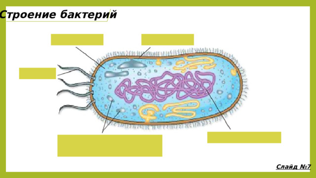 Строение бактерий Слайд №7 