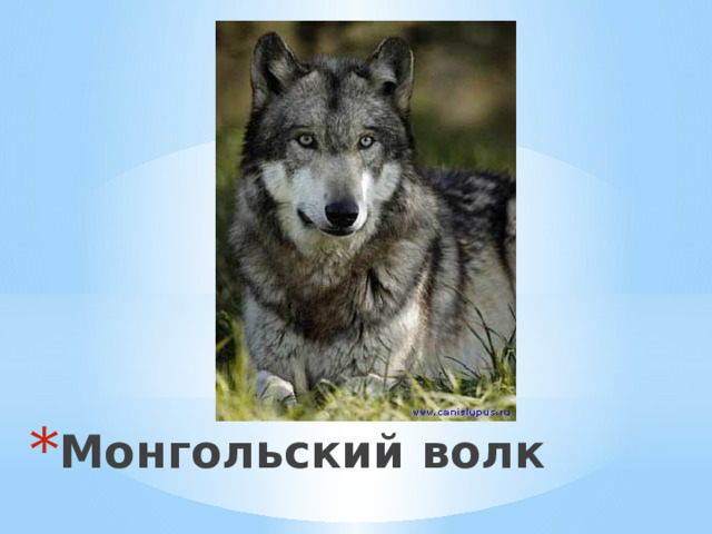 Монгольский волк 