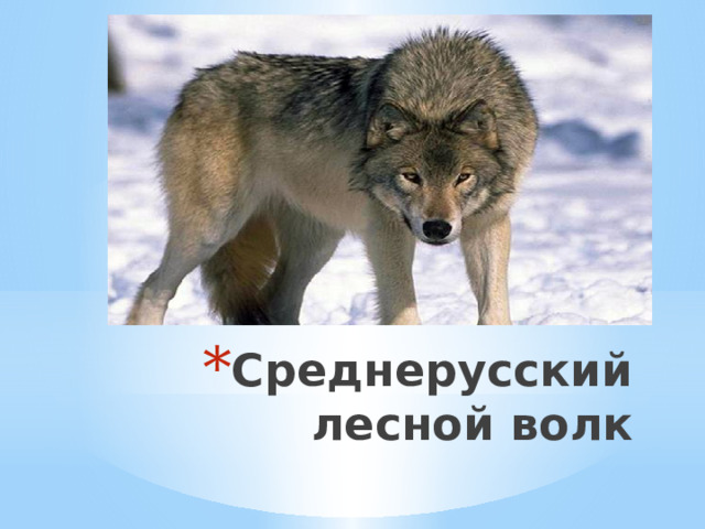 Среднерусский лесной волк 