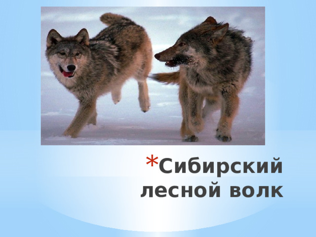 Сибирский лесной волк 