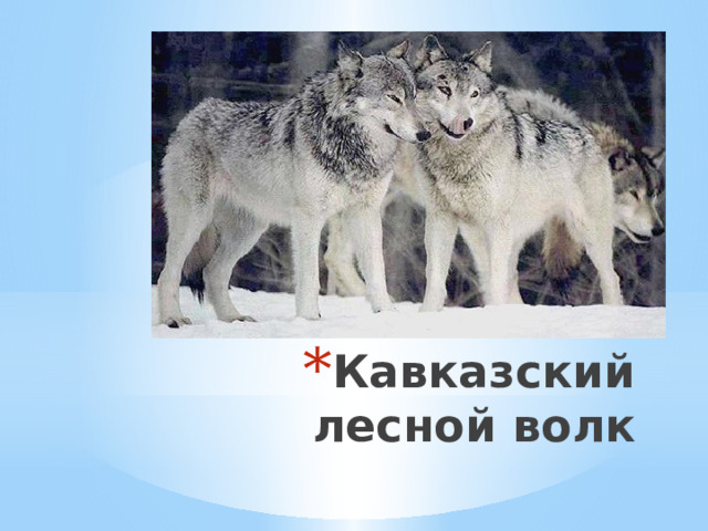 Кавказский лесной волк 