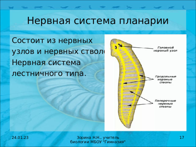 Нервная система лестничного типа. Плоскики червь нервный ствол. Лестничный Тип нервной системы характерен для.