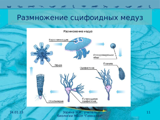Размножение сцифоидных медуз 24.01.23 Зорина Н.Н., учитель биологии МБОУ 