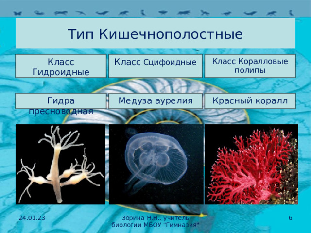 Таблица кишечнополостные 7 класс биология