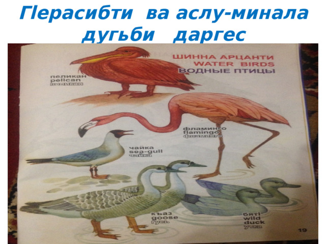 Гlерасибти ва аслу-минала дугьби даргес 