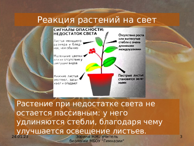 Реакция растения на свет