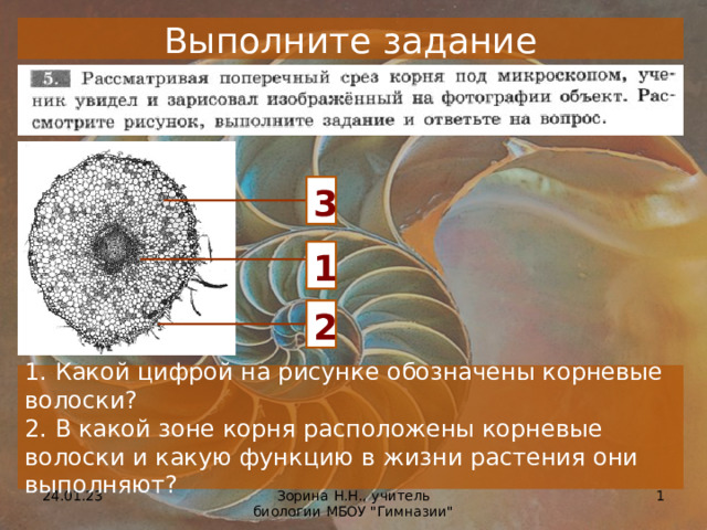 На рисунке корневые волоски под микроскопом что изображено на рисунке под цифрой 1