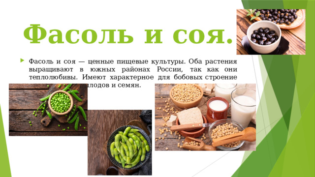 Фасоль и соя. Фасоль  и  соя  —  ценные  пищевые  культуры.  Оба  растения  выращивают  в  южных  районах  России,  так  как  они  теплолюбивы.  Имеют  характерное  для  бобо­вых  строение  корня,  цветков, плодов  и семян. 