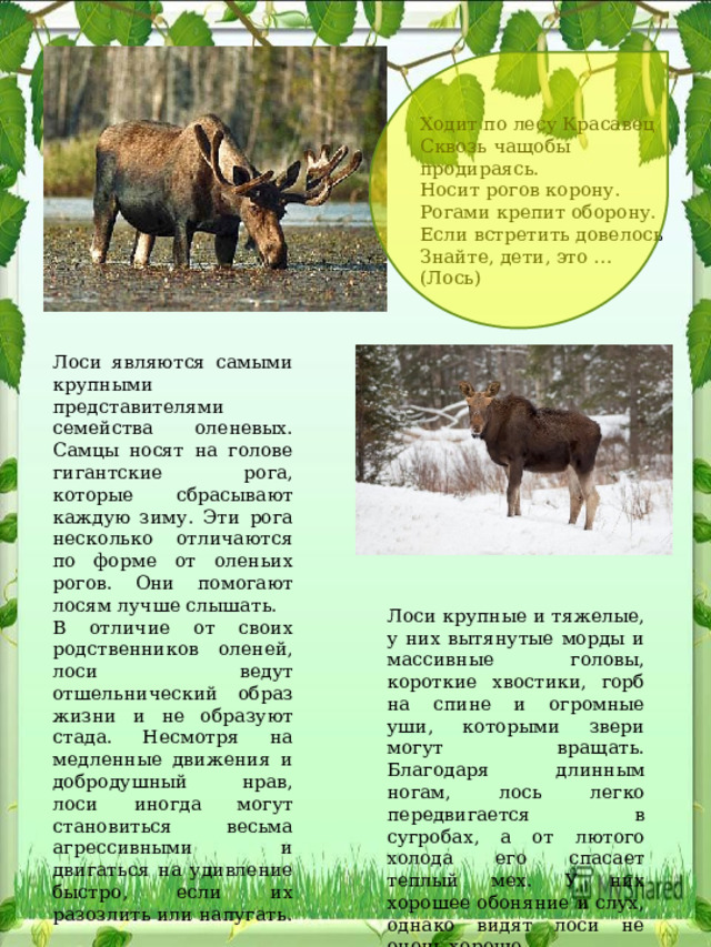 Ходит по лесу Красавец  Сквозь чащобы продираясь.  Носит рогов корону.  Рогами крепит оборону.  Если встретить довелось  Знайте, дети, это …  (Лось) Лоси являются самыми крупными представителями семейства оленевых. Самцы носят на голове гигантские рога, которые сбрасывают каждую зиму. Эти рога несколько отличаются по форме от оленьих рогов. Они помогают лосям лучше слышать. В отличие от своих родственников оленей, лоси ведут отшельнический образ жизни и не образуют стада. Несмотря на медленные движения и добродушный нрав, лоси иногда могут становиться весьма агрессивными и двигаться на удивление быстро, если их разозлить или напугать. Лоси крупные и тяжелые, у них вытянутые морды и массивные головы, короткие хвостики, горб на спине и огромные уши, которыми звери могут вращать. Благодаря длинным ногам, лось легко передвигается в сугробах, а от лютого холода его спасает теплый мех. У них хорошее обоняние и слух, однако видят лоси не очень хорошо. 