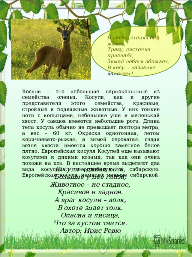В лесах, степях она живёт, Траву, листочки признаёт, Зимой побеги обожает, В косу… название вплетает! Косули – это небольшие парнокопытные из семейства оленьи. Косули, как и другие представители этого семейства, красивые, стройные и подвижные животные. У них тонкие ноги с копытцами, небольшие уши и маленький хвост. У самцов имеются небольшие рога. Длина тела косуль обычно не превышает полтора метра, а вес – 60 кг. Окраска однотонная, летом коричневато-рыжая, а зимой сероватая, сзади возле хвоста имеется хорошо заметное белое пятно. Европейская косуля Косулей еще называют козулями и дикими козами, так как они очень похожи на коз. В настоящее время выделяют два вида косулей – европейскую и сибирскую. Европейская косуля немного меньше сибирской.    Косуля – дикая коза,  Большие у неё глаза,  Животное – не стадное,  Красивое и ладное. А враг косули – волк,  В охоте знает толк.  Опасна и лисица,  Что за кустом таится.  Автор: Ирис Ревю 
