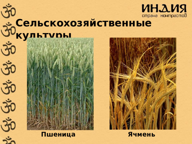 Сельскохозяйственные культуры Пшеница Ячмень  