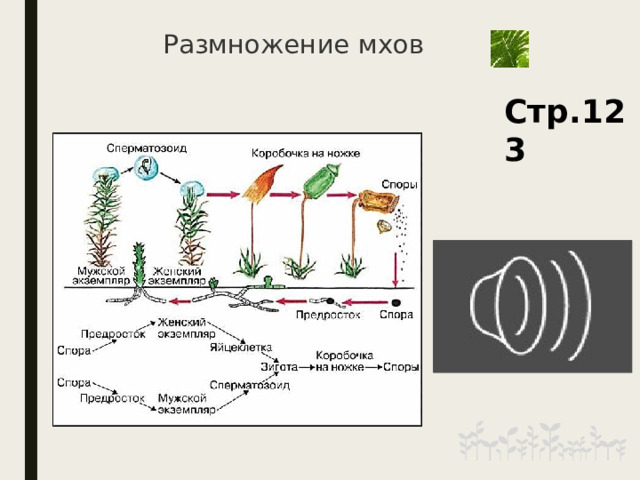 Размножение мхов Стр.123 9 