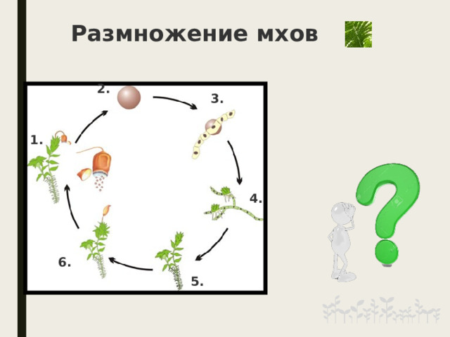 Моховидные биология 6 класс