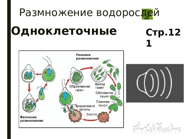 Размножение водорослей Одноклеточные Стр.121 6 