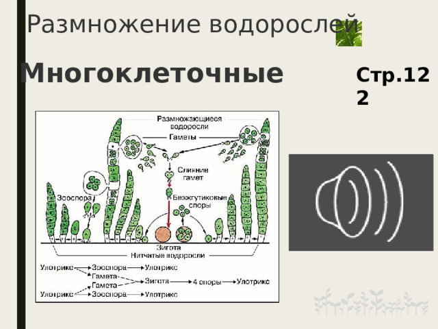 Размножение водорослей Многоклеточные Стр.122 6 