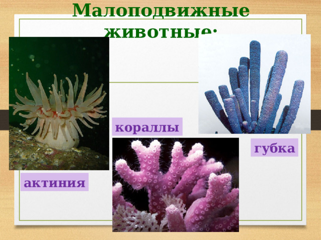 Малоподвижные животные: кораллы губка актиния 
