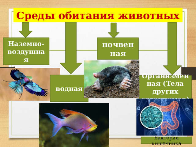 Среды обитания животных почвенная Наземно-воздушная водная Организменная (Тела других организмов) Бактерии кишечника 