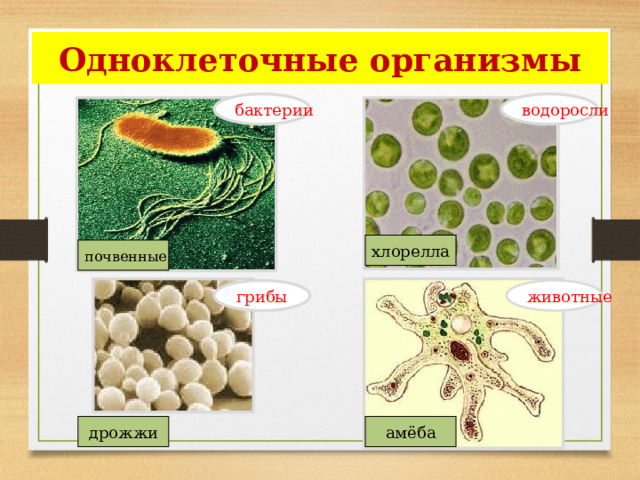 Одноклеточные организмы бактерии водоросли хлорелла почвенные грибы животные дрожжи амёба 