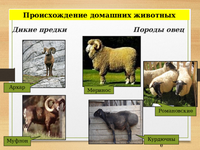 Происхождение домашних животных Дикие предки Породы овец Архар Меринос Романовские Курдючные Муфлон 