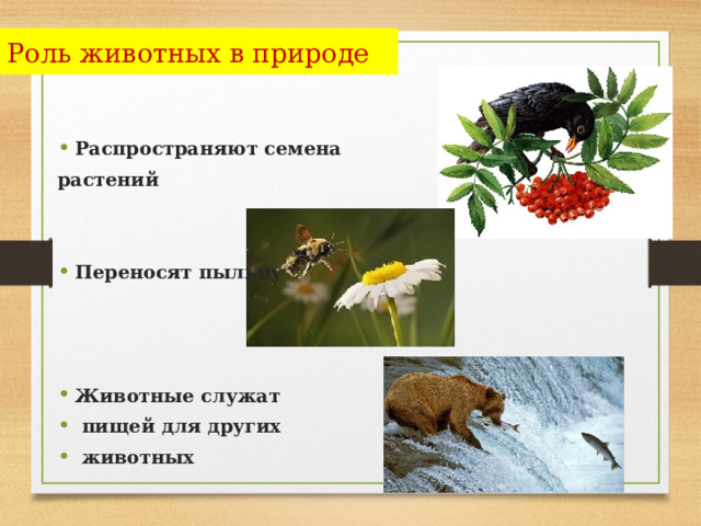 Роль животных в природе Распространяют семена растений   Переносят пыльцу    Животные служат  пищей для других  животных 