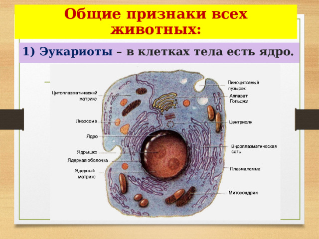 Общие признаки всех животных: 1) Эукариоты – в клетках тела есть ядро. 