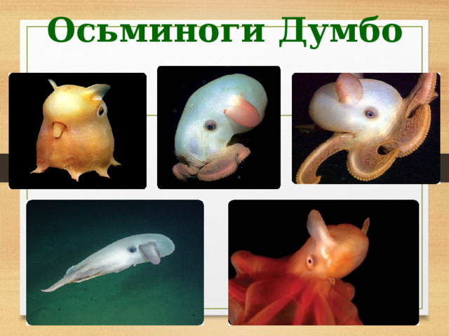 Осьминоги Думбо Осьминог Думбо (Dumbo Octopus) или Гримпотейтис, как их называют по научному, или Гримпо, является глубоководным осьминогом отряда моллюсков, обитающим на значительной глубине таких больших водоемов, как океан, на глубине от 100 до 5.000 метров, хотя некоторые виды осьминогов Думбо были обнаружены на глубине 7.000 метров ниже уровня моря. Это самая глубокая точка для глубоководных моллюсков. Осьминог Думбо – это мягкотелое или полустуденистое глубоководное животное, которое получило свое название благодаря двум плавникам, расположенным на мантии, на перепонке между лапами, напоминая слоновьи уши. Осьминог может всплыть прямо с поверхности дна и как бы парить над морским дном, выглядывая улиток, червей или другую добычу. 47 