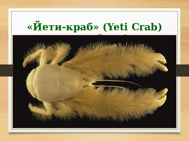 «Йети-краб» (Yeti Crab) – мохнатый лобстер В южной части Тихого океана обнаружен невиданный ранее тип ракообразных. В отличие от своих сородичей-омаров, он покрыт мехом. Длинные шелковистые волоски покрывают его лапы, особенно переднюю пару. Размеры этого существа не превышают 15 сантиметров. Существо было обнаружено в 2005 году американской глубоководной экспедицией на глубине 2300 метров. Его размер составляет около 15 сантиметров, оно слепо и вместо глаз у него рудиментарная мембрана. Необычная мохнатость, поразившая исследователей, послужила причиной того, что существо в шутка называли «йети-крабом» (Yeti Crab). 47 