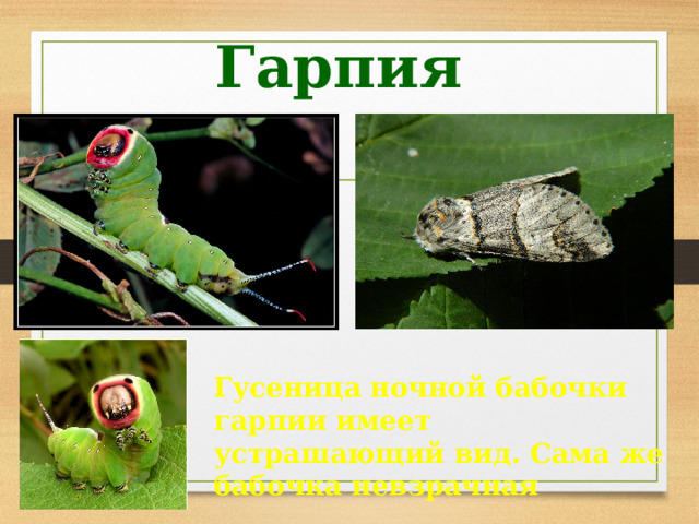 Гарпия Гусеница ночной бабочки гарпии имеет устрашающий вид. Сама же бабочка невзрачная 