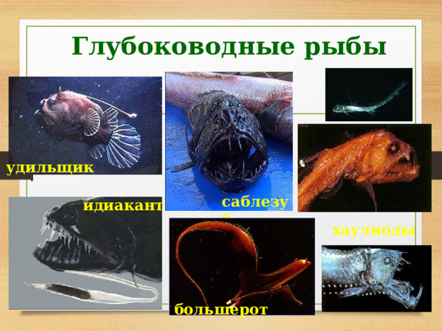 Глубоководные рыбы удильщик саблезуб идиакант хаулиоды большерот 