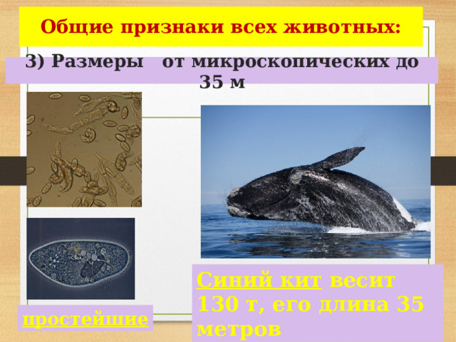 Общие признаки всех животных: 3) Размеры от микроскопических до 35 м Синий кит весит 130 т, его длина 35 метров простейшие 