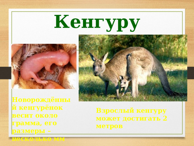 Кенгуру Новорождённый кенгурёнок весит около грамма, его размеры – несколько мм Взрослый кенгуру может достигать 2 метров 