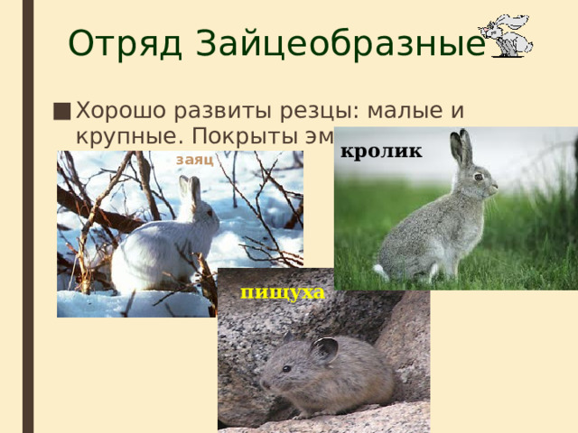 Отряд Зайцеобразные Хорошо развиты резцы: малые и крупные. Покрыты эмалью. кролик заяц пищуха 