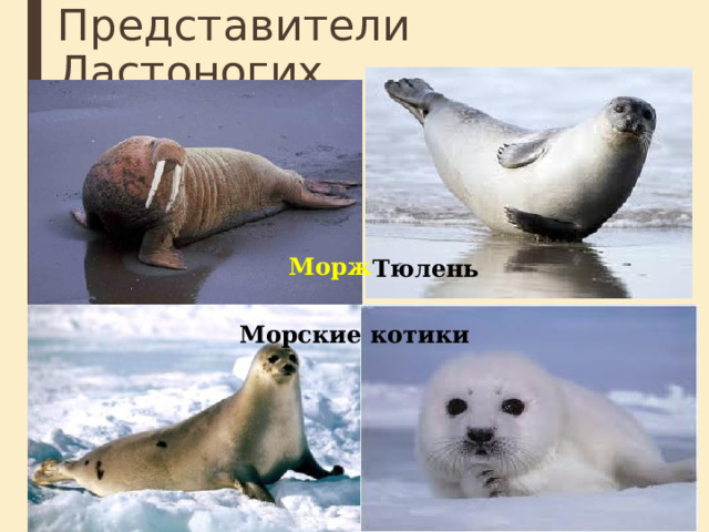 Представители Ластоногих Морж Тюлень Морские котики 