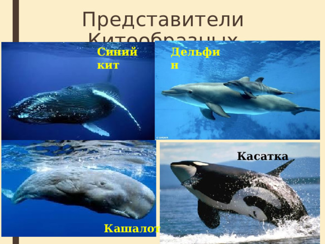 Представители Китообразных Синий кит Дельфин Касатка Кашалот 