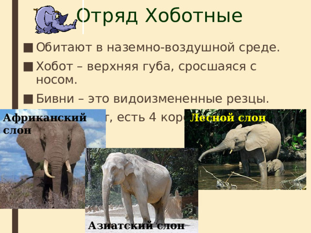Отряд Хоботные Обитают в наземно-воздушной среде. Хобот – верхняя губа, сросшаяся с носом. Бивни – это видоизмененные резцы. Клыков нет, есть 4 коренных зуба. Африканский слон Лесной слон Азиатский слон 