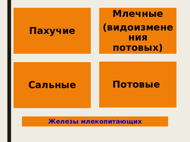 Пахучие Млечные (видоизменения потовых) Потовые Сальные Железы млекопитающих 