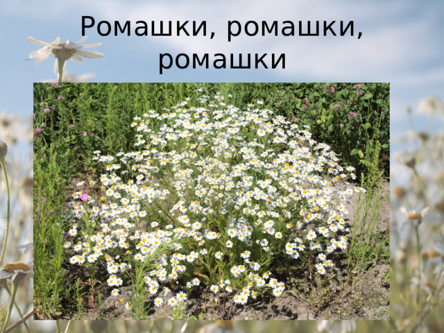 Ромашки, ромашки, ромашки 