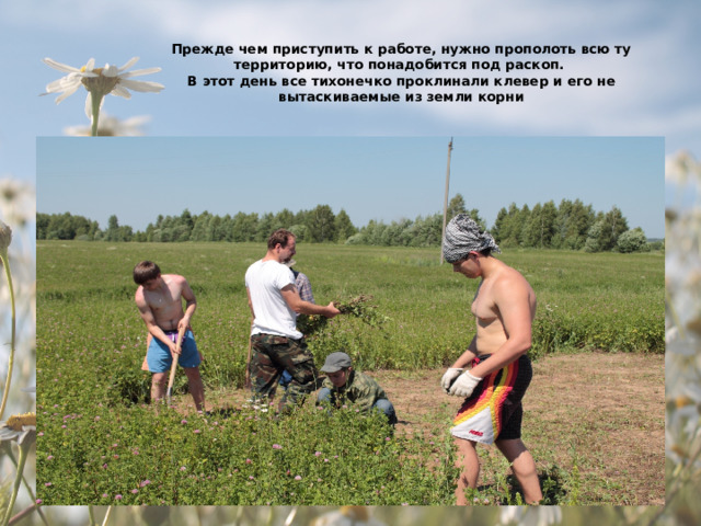 Прежде чем приступить к работе, нужно прополоть всю ту территорию, что понадобится под раскоп.  В этот день все тихонечко проклинали клевер и его не вытаскиваемые из земли корни 