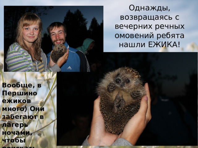 Однажды, возвращаясь с вечерних речных омовений ребята нашли ЕЖИКА! Вообще, в Першино ежиков много) Они забегают в лагерь ночами, чтобы поискать еду) 