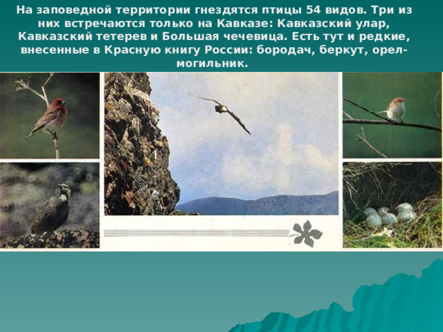 На заповедной территории гнездятся птицы 54 видов. Три из них встречаются только на Кавказе: Кавказский улар, Кавказский тетерев и Большая чечевица. Есть тут и редкие, внесенные в Красную книгу России: бородач, беркут, орел-могильник. 