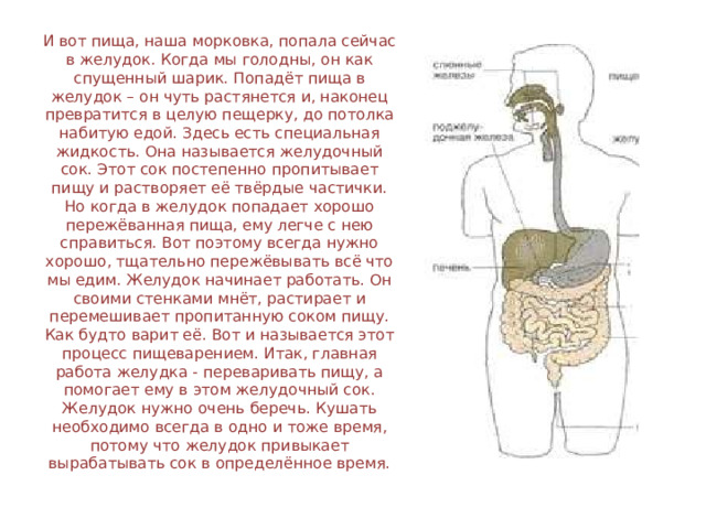 И вот пища, наша морковка, попала сейчас в желудок. Когда мы голодны, он как спущенный шарик. Попадёт пища в желудок – он чуть растянется и, наконец превратится в целую пещерку, до потолка набитую едой. Здесь есть специальная жидкость. Она называется желудочный сок. Этот сок постепенно пропитывает пищу и растворяет её твёрдые частички. Но когда в желудок попадает хорошо пережёванная пища, ему легче с нею справиться. Вот поэтому всегда нужно хорошо, тщательно пережёвывать всё что мы едим. Желудок начинает работать. Он своими стенками мнёт, растирает и перемешивает пропитанную соком пищу. Как будто варит её. Вот и называется этот процесс пищеварением. Итак, главная работа желудка - переваривать пищу, а помогает ему в этом желудочный сок. Желудок нужно очень беречь. Кушать необходимо всегда в одно и тоже время, потому что желудок привыкает вырабатывать сок в определённое время. 